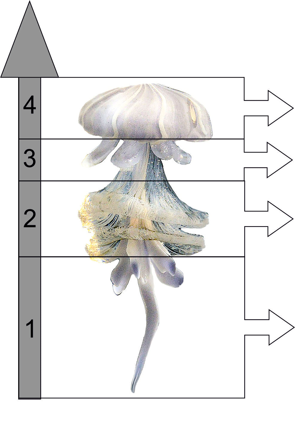 JELLYFISH. Tutorial for lampworkers